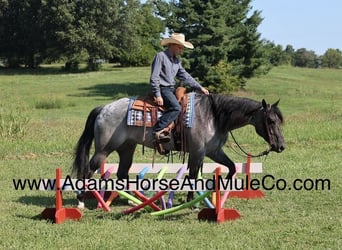 American Quarter Horse, Gelding, 10 years, Roan-Blue