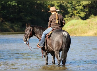 American Quarter Horse, Gelding, 10 years, Roan-Blue