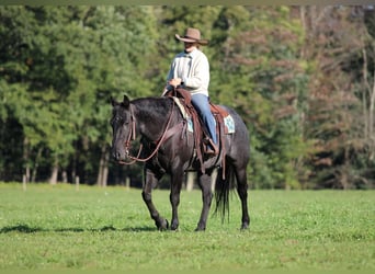 American Quarter Horse, Gelding, 10 years, Roan-Blue