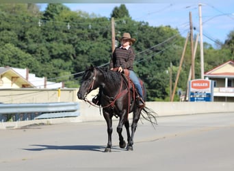 American Quarter Horse, Gelding, 10 years, Roan-Blue