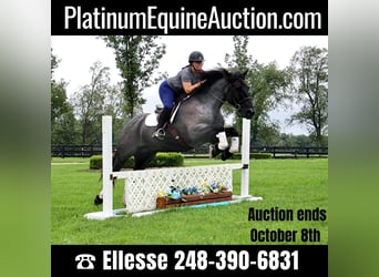 American Quarter Horse, Gelding, 10 years, Roan-Blue