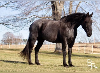 American Quarter Horse, Gelding, 10 years, Roan-Blue