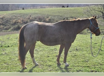American Quarter Horse, Gelding, 10 years, Roan-Red
