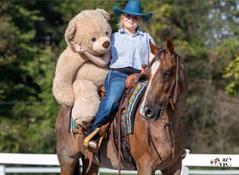 American Quarter Horse, Gelding, 10 years, Roan-Red