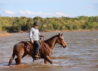 American Quarter Horse, Gelding, 10 years, Roan-Red