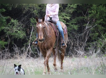 American Quarter Horse, Gelding, 10 years, Roan-Red