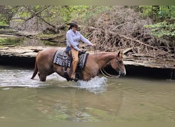 American Quarter Horse, Gelding, 10 years, Roan-Red