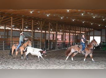 American Quarter Horse, Gelding, 10 years, Roan-Red