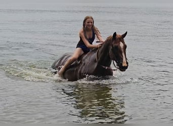 American Quarter Horse, Gelding, 10 years, Roan-Red