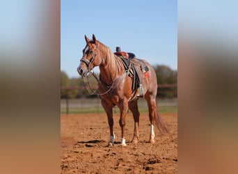 American Quarter Horse, Gelding, 10 years, Roan-Red