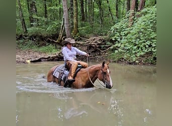 American Quarter Horse, Gelding, 10 years, Roan-Red