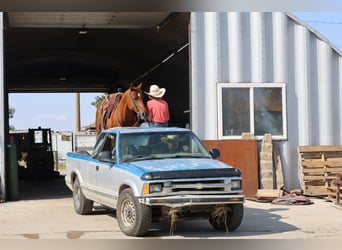 American Quarter Horse, Gelding, 10 years, Sorrel