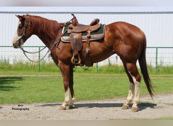 American Quarter Horse, Gelding, 10 years, Sorrel