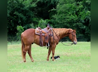 American Quarter Horse, Gelding, 10 years, Sorrel