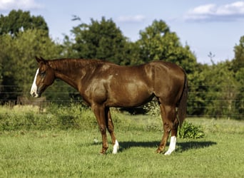 American Quarter Horse, Gelding, 10 years, Sorrel