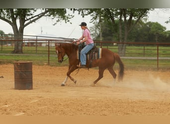 American Quarter Horse, Gelding, 10 years, Sorrel