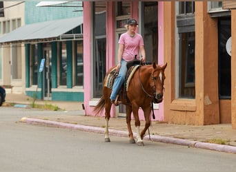 American Quarter Horse, Gelding, 10 years, Sorrel