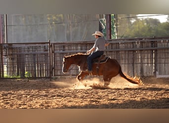 American Quarter Horse, Gelding, 10 years, Sorrel