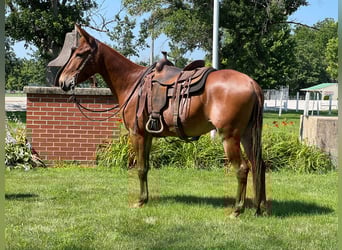 American Quarter Horse, Gelding, 10 years, Sorrel