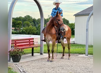 American Quarter Horse, Gelding, 10 years, Sorrel