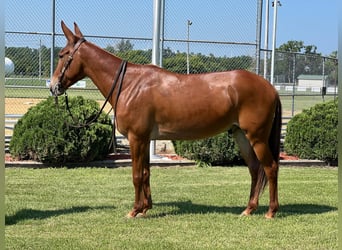 American Quarter Horse, Gelding, 10 years, Sorrel