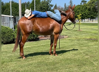 American Quarter Horse, Gelding, 10 years, Sorrel