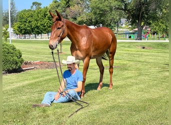 American Quarter Horse, Gelding, 10 years, Sorrel