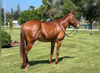 American Quarter Horse, Gelding, 10 years, Sorrel