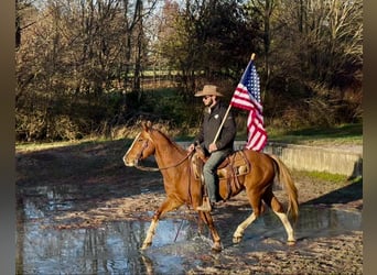 American Quarter Horse, Gelding, 10 years, Sorrel