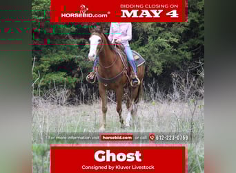 American Quarter Horse, Gelding, 10 years, Sorrel