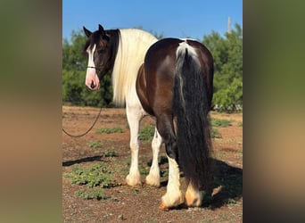 American Quarter Horse, Gelding, 10 years, Tobiano-all-colors