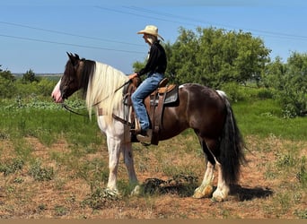 American Quarter Horse, Gelding, 10 years, Tobiano-all-colors