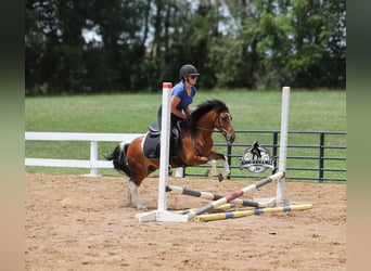 American Quarter Horse, Gelding, 10 years, Tobiano-all-colors