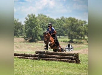 American Quarter Horse, Gelding, 10 years, Tobiano-all-colors