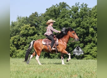 American Quarter Horse, Gelding, 10 years, Tobiano-all-colors
