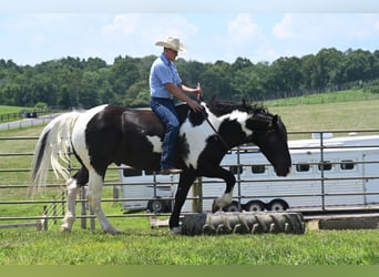 American Quarter Horse, Gelding, 10 years, Tobiano-all-colors