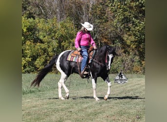 American Quarter Horse, Gelding, 10 years, Tobiano-all-colors