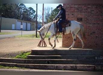 American Quarter Horse, Gelding, 10 years, White