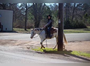 American Quarter Horse, Gelding, 10 years, White