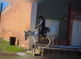 American Quarter Horse, Gelding, 10 years, White