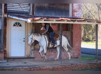 American Quarter Horse, Gelding, 10 years, White