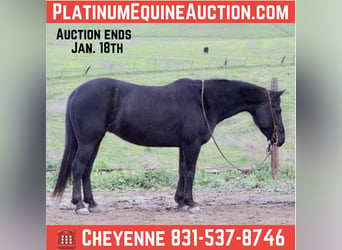American Quarter Horse, Gelding, 11 years, 13.1 hh, Black