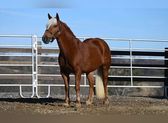 American Quarter Horse, Gelding, 11 years, 13.1 hh, Chestnut