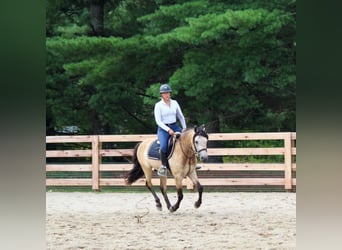 American Quarter Horse, Gelding, 11 years, 13 hh, Buckskin