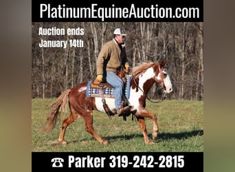 American Quarter Horse, Gelding, 11 years, 14,1 hh, Overo-all-colors