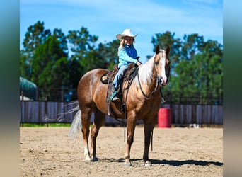 American Quarter Horse, Gelding, 11 years, 14.1 hh, Palomino