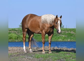 American Quarter Horse, Gelding, 11 years, 14.1 hh, Palomino