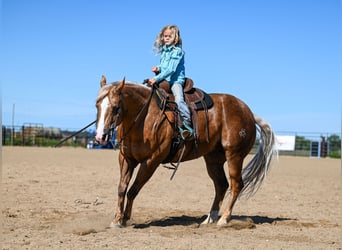 American Quarter Horse, Gelding, 11 years, 14.1 hh, Palomino