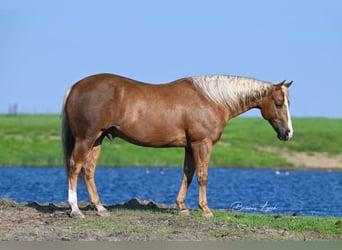 American Quarter Horse, Gelding, 11 years, 14.1 hh, Palomino