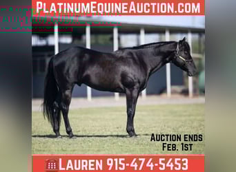 American Quarter Horse, Gelding, 11 years, 14.2 hh, Black